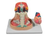 310_1016670 Плечевая кость, левая, ORTHOBone 1