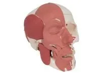 Модель черепа с лицевыми мышцами 3B Smart Anatomy