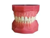 310_Денто-модель_ЧВН-28У_1