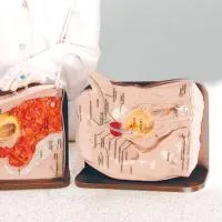 310_1017983 Тренажер Cath-Ed I 1