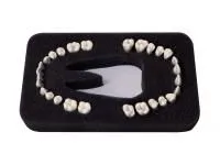 310_МУ0570_Комплект_28_модельных_зубов_З-28П