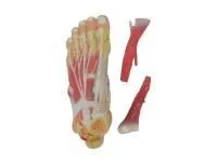 310_SMD137_Модель строения стопы разборная 3 части 1