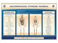 310_Пищеварительная_система