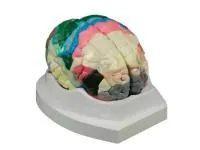 310_1016702 Половина таза, левая, мужчина, ORTHOBone