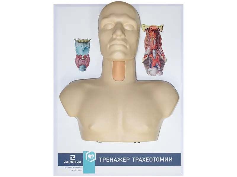 Тренажер трахеотомии — купить в МЕДСЕТ