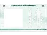 310_МУ0085_Анатомическое_строение_человека_1