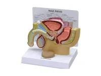 310_1018342 Таз, полный, с бедренными костями, ORTHOBone