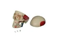 310_A016_Модель черепа человека с раскрашенными местами прикрепления мышц 3 части 1