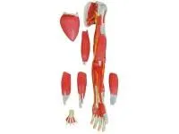 310_XC-336_)Модель мышц руки разборная 7 частей (на подставке)