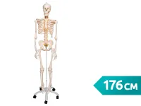 Модель гибкого скелета «Fred» класса «люкс», 176 см