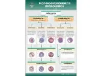 310_МУ0242_Морфофизиология_лейкоцитов