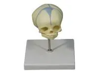 310_L022_Модель черепа плода