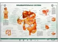 310_МУ0021_Стенд_Пищеварительная_система