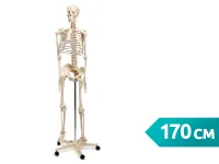 Скелет человека 170 см