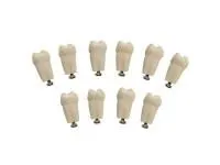 310_МУ0364_Комплект_10_модельных_зубов