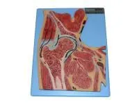 310_A11205_Модель тазобедренного сустава в разрезе (на подставке)2