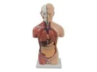 310_T006_Модель мужского торса разборная 42 см 13 частей (на подставке) 1