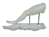 Тренажер наложения гипсовой повязки ТГП-2.01