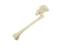 310_1018343 Таз, левая половина, с бедренными костями, ORTHOBone 1