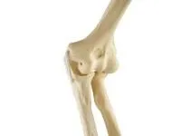 310_1019616 Локоть, эластичный, правый, ORTHOBone 1