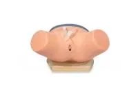 Тренажер для демонстрации навыков катетеризации уретры у женщин