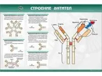 310_МУ0240_Строение_антител