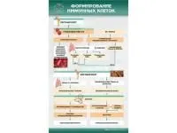 310_МУ0238_Формирование_иммунных_клеток