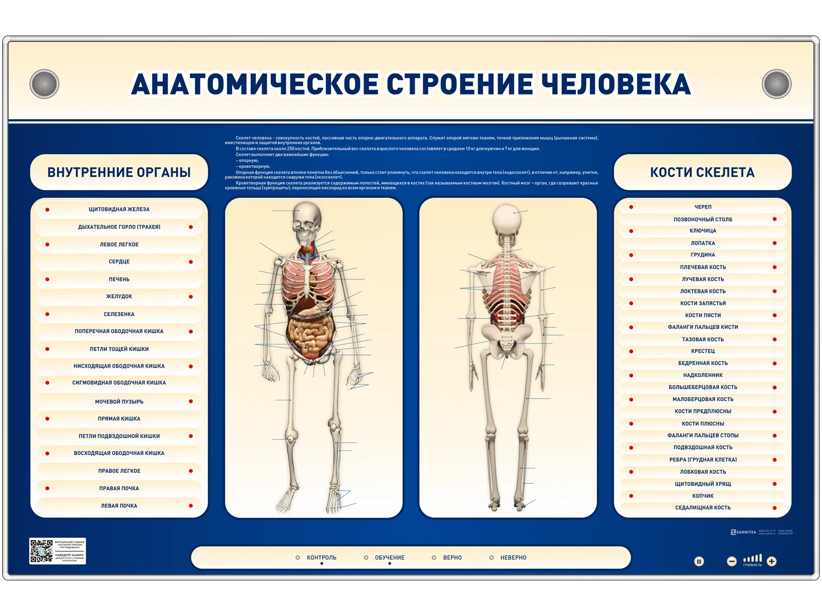 Электрифицированный стенд-тренажер c макетом скелета "Анатомическое строение человека" — купить в МЕДСЕТ