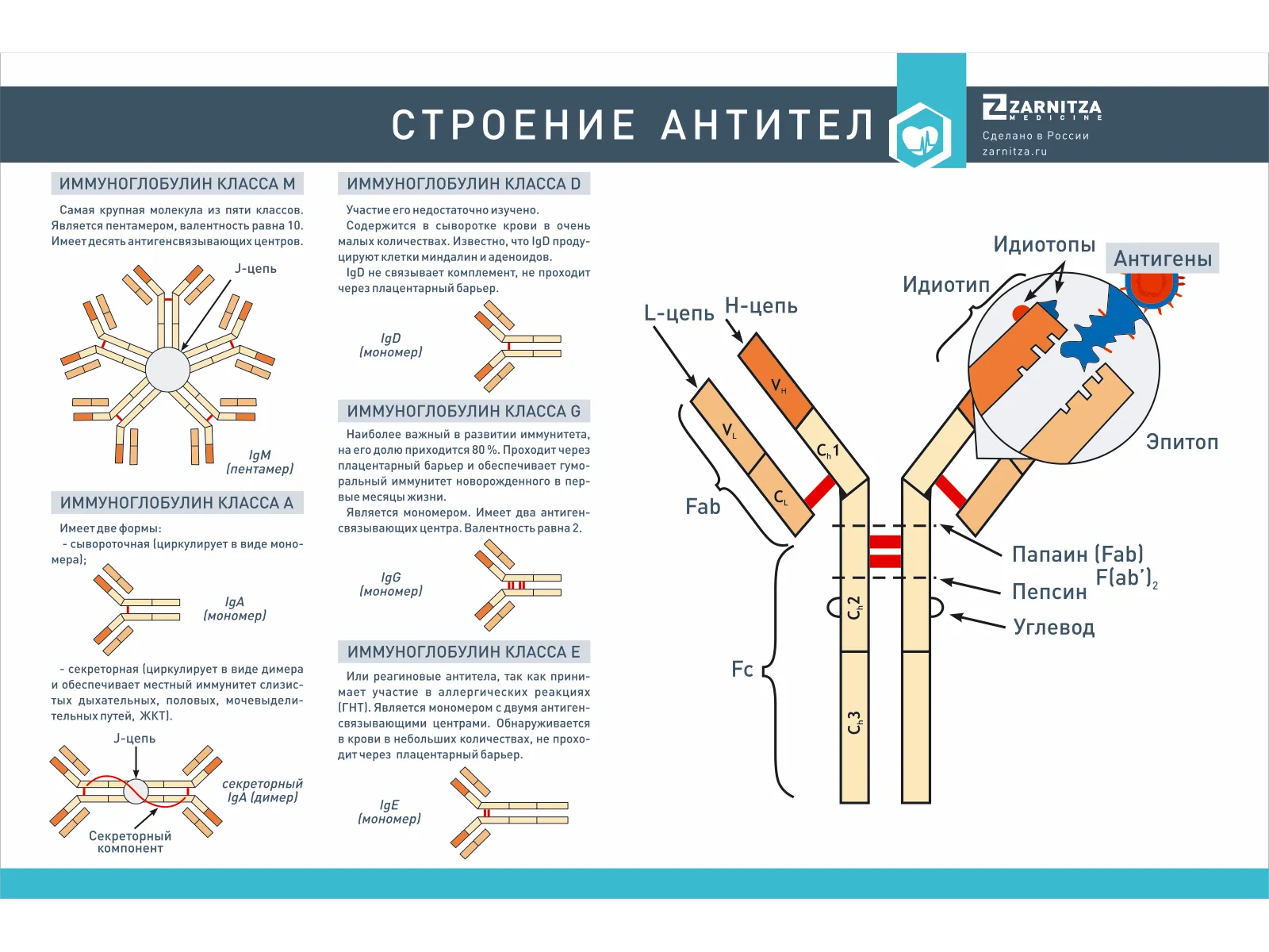 Стенд "Строение антител" — купить в МЕДСЕТ
