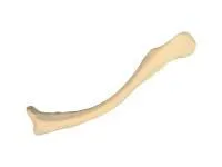 310_Композитная_модель_ключицы