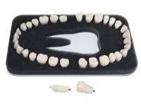 310_МУ0372_Комплект_32_модельных_зубов_З-32А