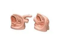 310_1013743 Модель женской-мужской 1