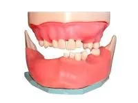 310_МУ0363_Денто-модель_хирургической_практики_1