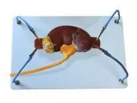 Пособие для отработки навыков лапароскопии «Почка с мочеточником»