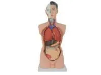 Модель мужского торса разборная 85 см 19 частей