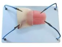 310_МУ0393_Пособие_кишка_с_аппендиксом