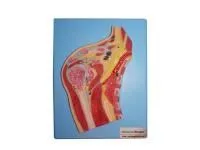 310_A11202_Модель плечевого сустава в разрезе (на подставке)1