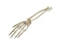 310_1019619 Рука и запястье, стандартные, ORTHOBone 1