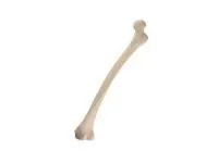 310_1019704 Педиатрическая правая бедренная кость ORTHOBone 1