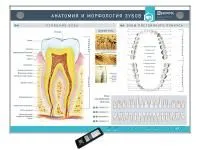 310_МУ0210_Стенд_Анатомия_морфология_зубов