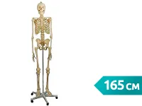 310_L001_Модель скелета человека (со стойкой) 1