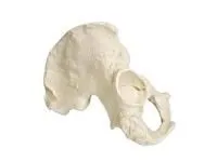 310_1005119 Половина таза, правая, мужчина, ORTHOBone 1