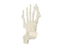 310_1018339 Нога, с пальцами, ORTHOBone