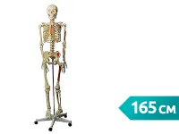 310_A002_Модель скелета человека с раскрашенными местами прикрепления мышц (со стойкой) 1