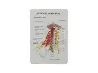 310_SMM071_Модель шейного отдела позвоночника с мышцами и нервами (на штативе) 1