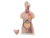 310_T002_Модель торса двуполая разборная 85 см 23 части (на подставке) 1