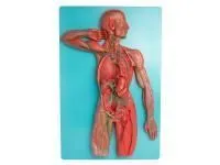 310_1016672 Локтевая кость, левая, ORTHOBone 1