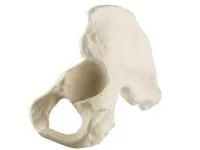 310_1019612 Половина таза, левая, стандартная, мужчина, ORTHOBone 1