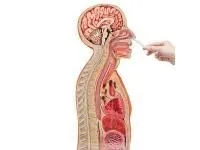 310_1005568 Модель для интубирования желудка через носовые отверстия