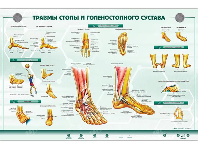 Интерактивный светодинамический стенд "Травмы стопы и голеностопного сустава" — купить в МЕДСЕТ